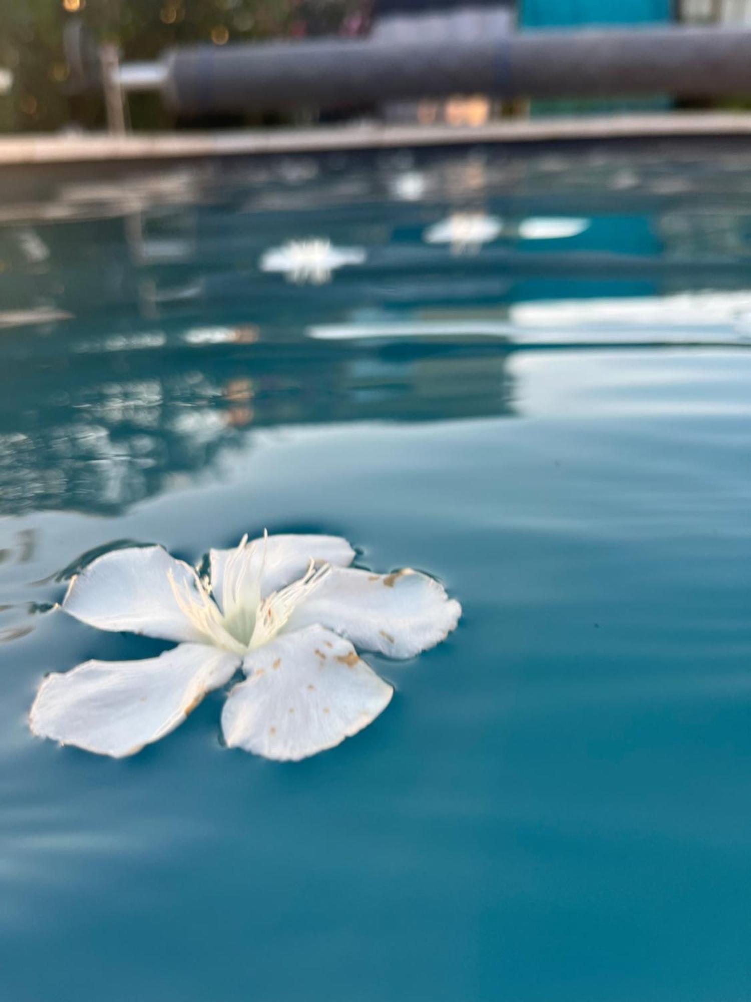 شقة Sasha'Blue-Terrasse Jardin-Park-Clim-Piscine LʼIsle-sur-la-Sorgue المظهر الخارجي الصورة